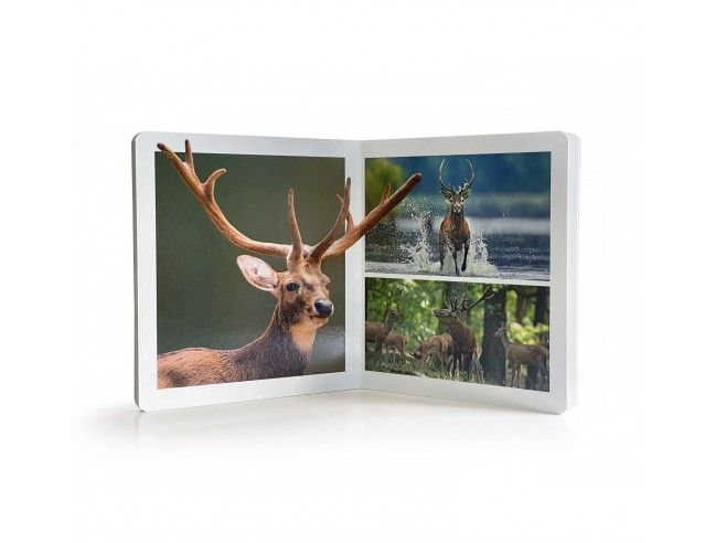 Animales del bosque 15*15cm NOWORDBOOKS