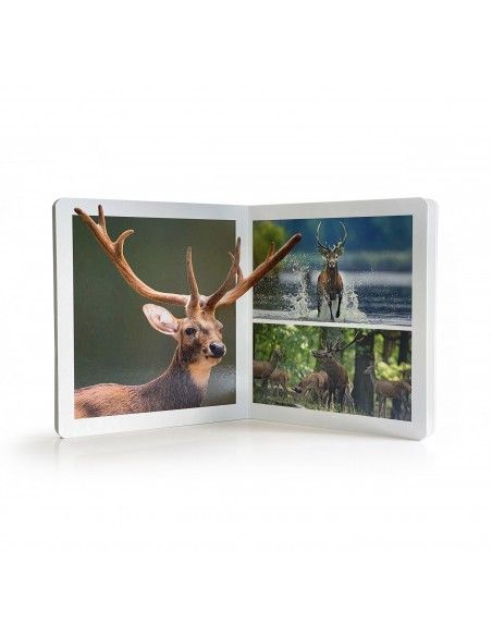 Animales del bosque 15*15cm NOWORDBOOKS