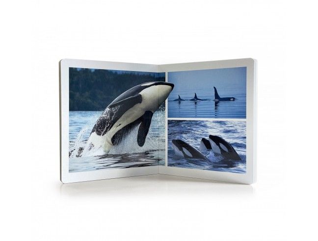 Libro imagen real Animales Marinos Gran Formato...