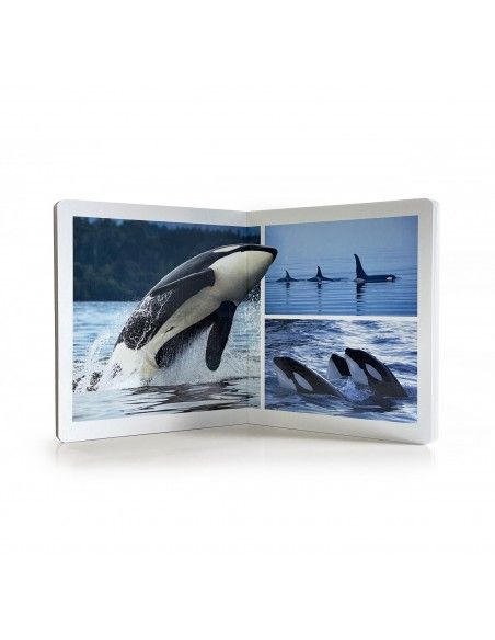 Libro imagen real Animales Marinos Gran Formato NOWORDBOOKS