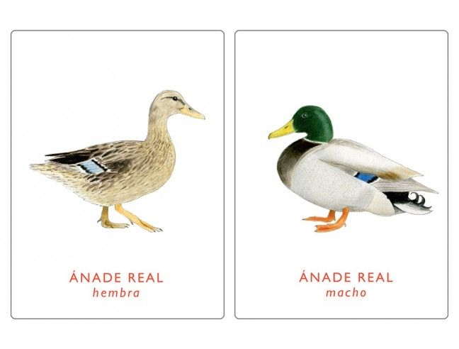 Juego de memoria. UN PAR DE AVES. MTM