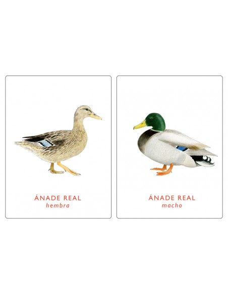 Juego de memoria. UN PAR DE AVES. MTM