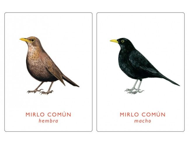Juego de memoria. UN PAR DE AVES. MTM