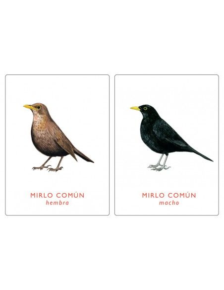 Juego de memoria. UN PAR DE AVES. MTM
