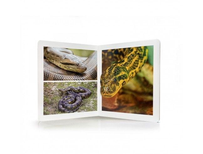 Libro imagen real Animales de la Selva Gran...