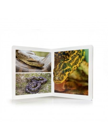Libro imagen real Animales de la Selva Gran Formato NOWORDBOOKS