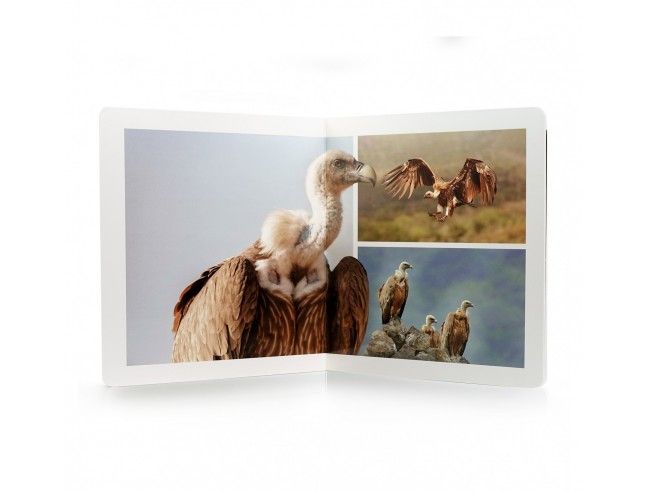 Libro imagen real Aves Gran Formato NOWORDBOOKS