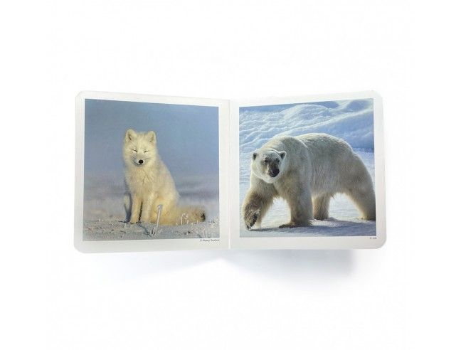 Libro de imágenes "Animales polares" NOWORDBOOKS