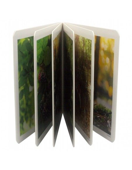 El Bosque NOWORDBOOKS