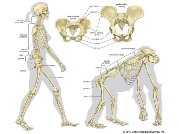 Bipedestación e evolución pelvis femenina