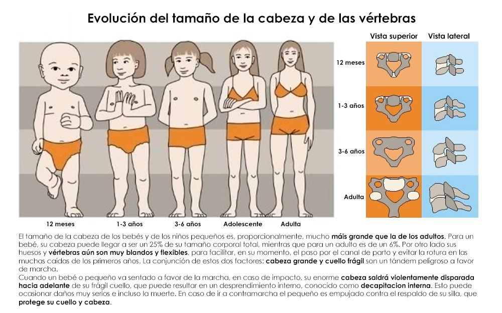 Tamaño cabeza y cuello